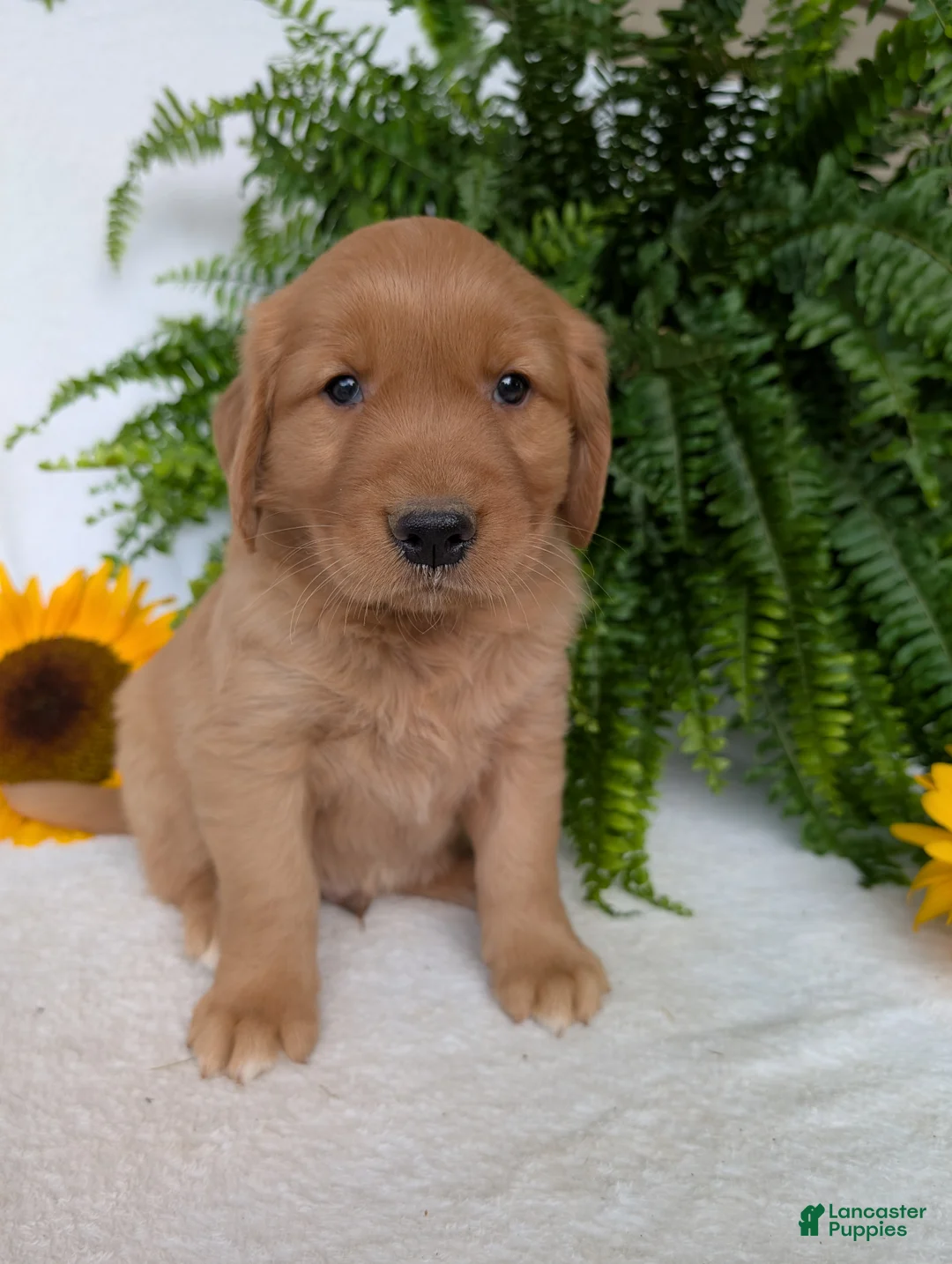 Golden Retriever dogs for sale: Brinkley  - Ad 1