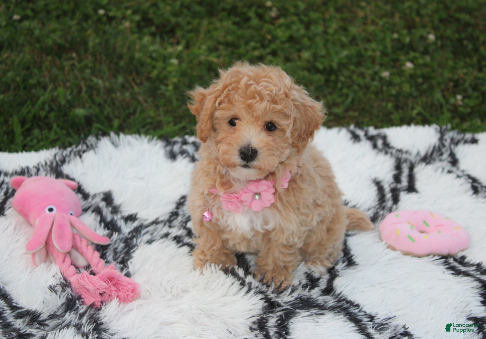 Bichpoo dogs Aubrey - Ad 2