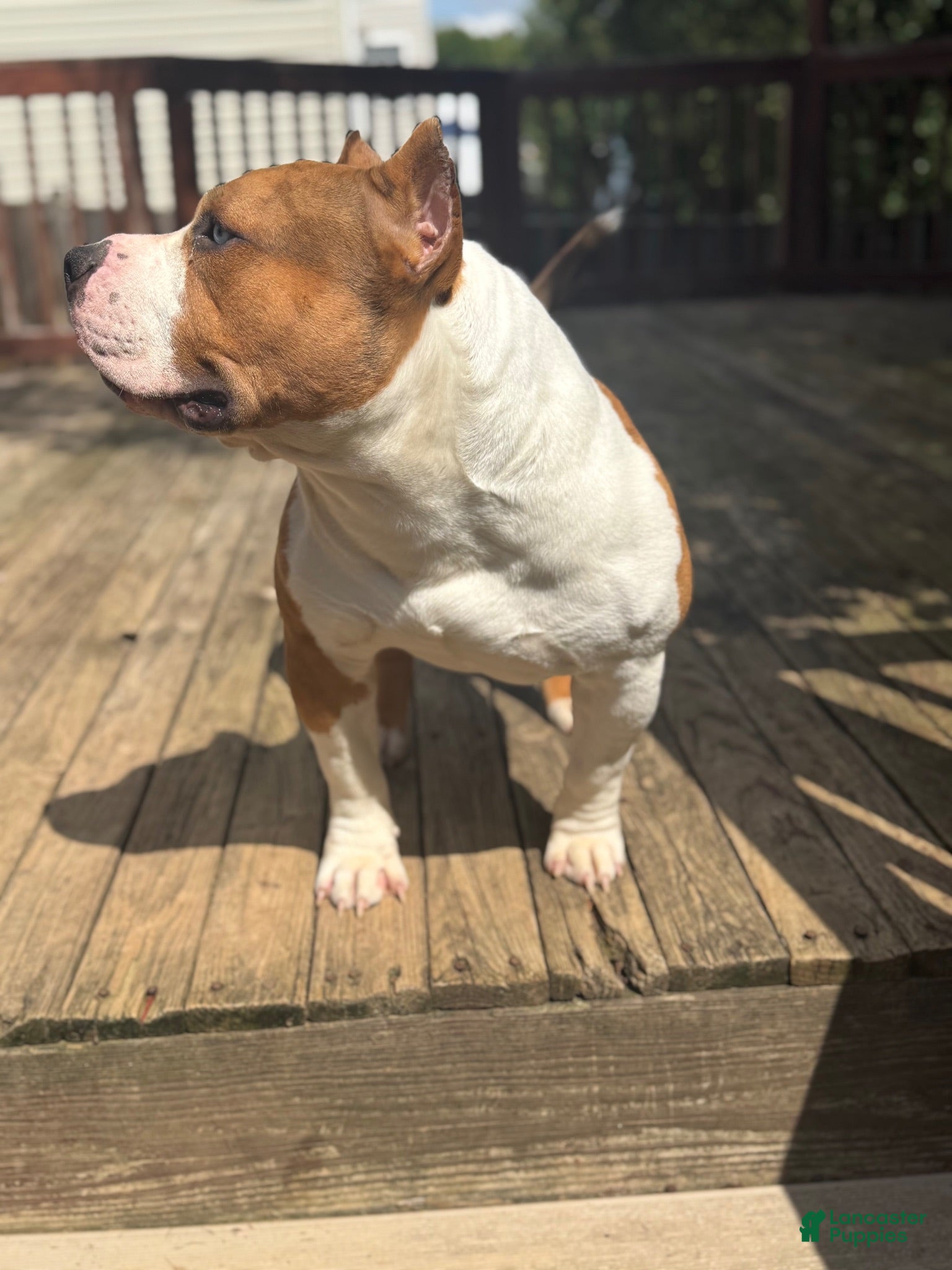 American Bully dogs Champ - Ad 2