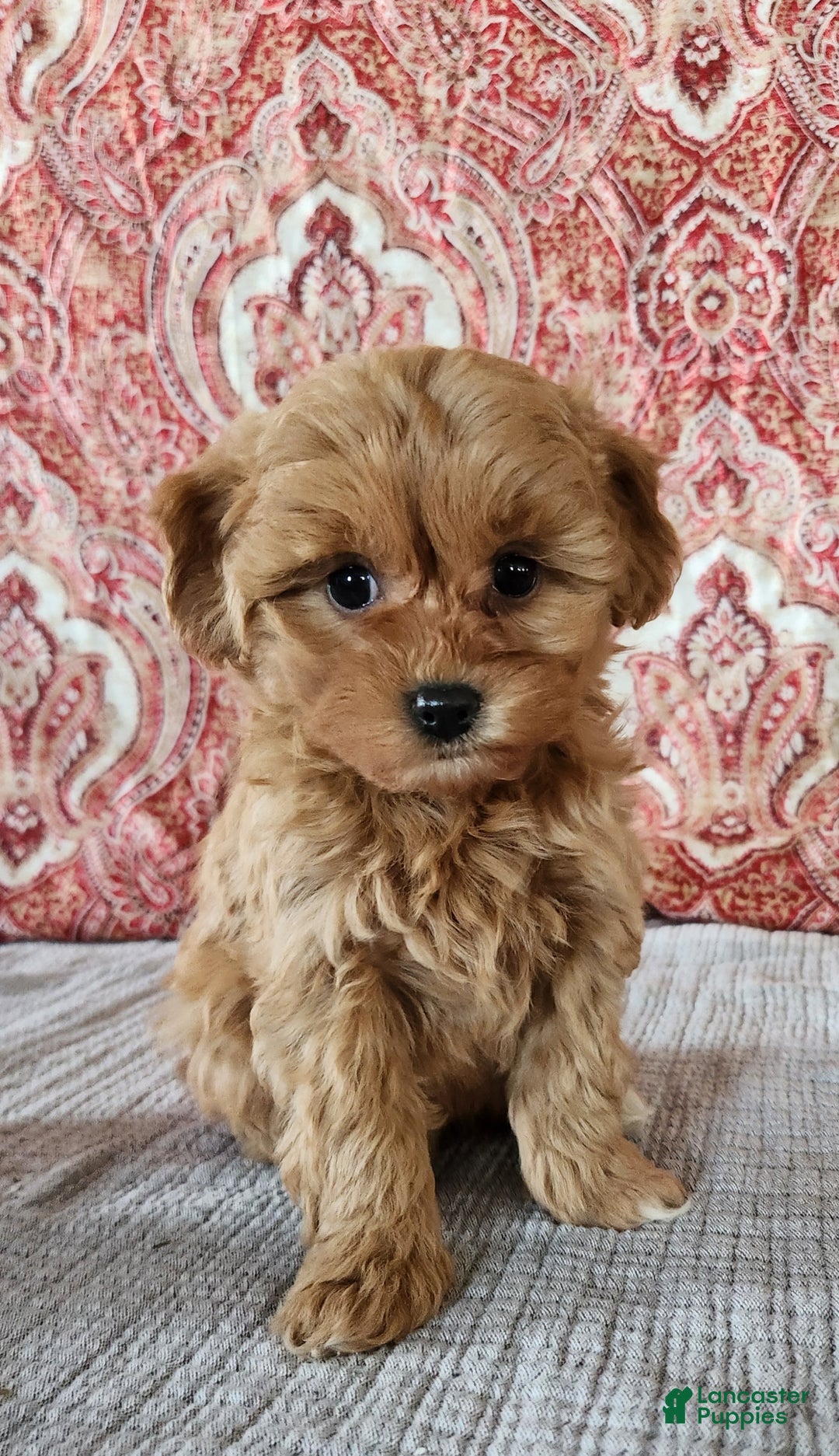 Mini Goldendoodle dogs for sale: Frances  - Ad 7