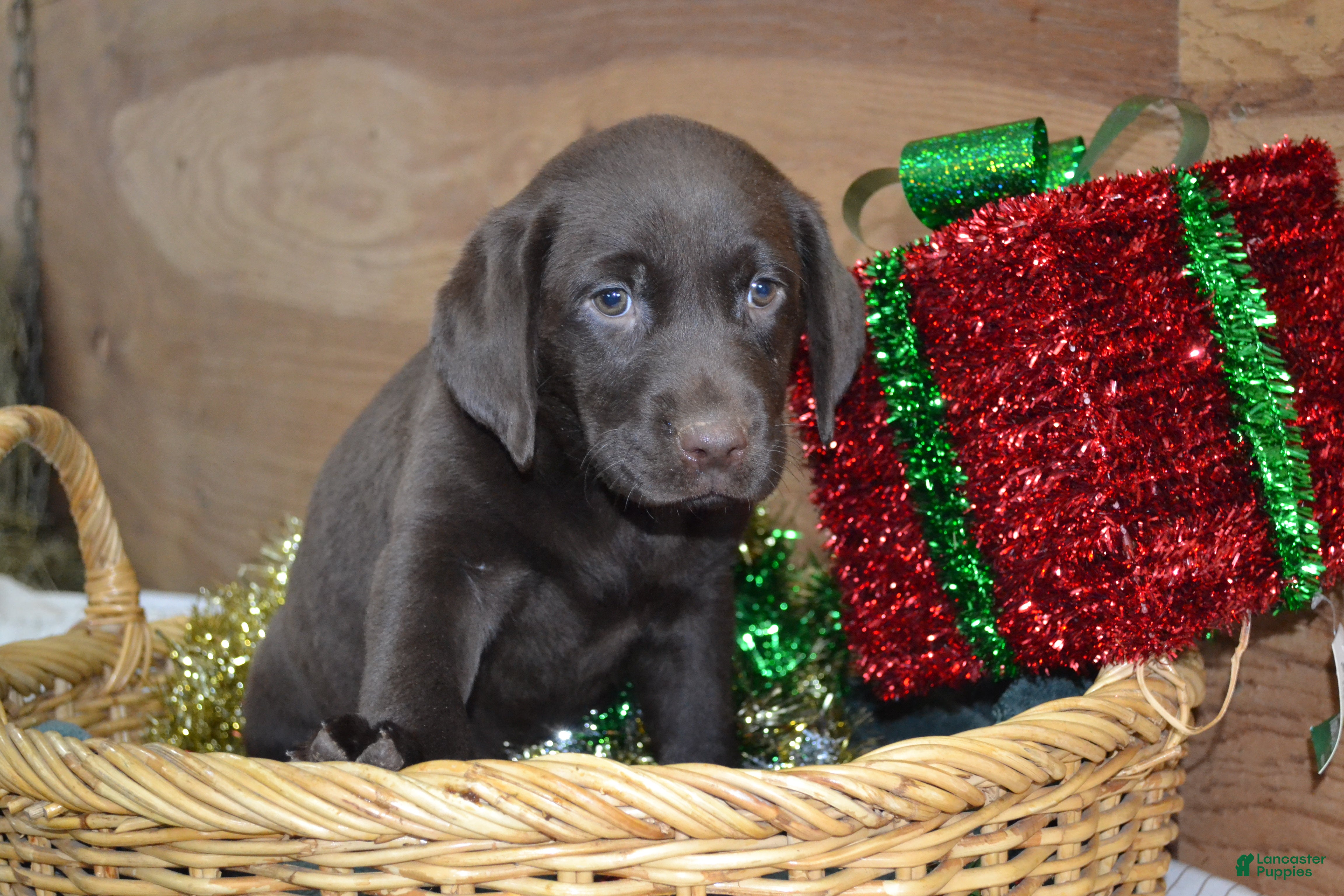 Labrador Retriever dogs Margie - Ad 8