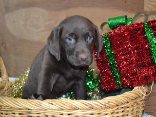 Labrador Retriever dogs Margie - Ad 14