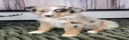 Miniature Australian Shepherd dogs for sale: Sally - Ad 4