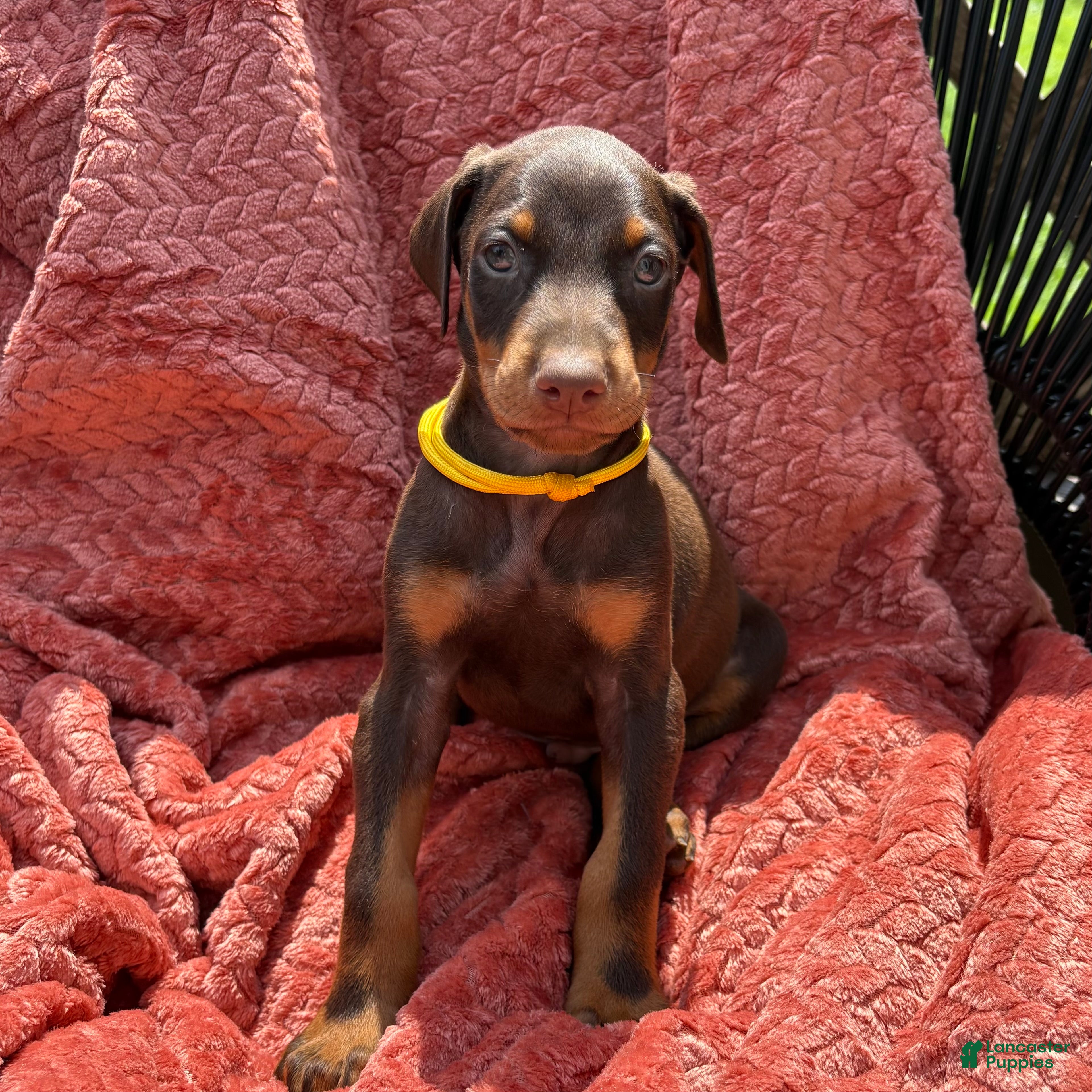 Doberman Pinscher dogs Yellow Collar Male  - Ad 11