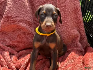 Doberman Pinscher dogs Yellow Collar Male - Ad 11