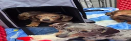 Miniature Dachshund dogs for sale: Hughie - Ad 4