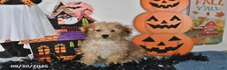 Bichpoo dogs for sale: Buster Brown - Ad 29