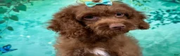 Cockapoo dogs for sale: Honey - Ad 3