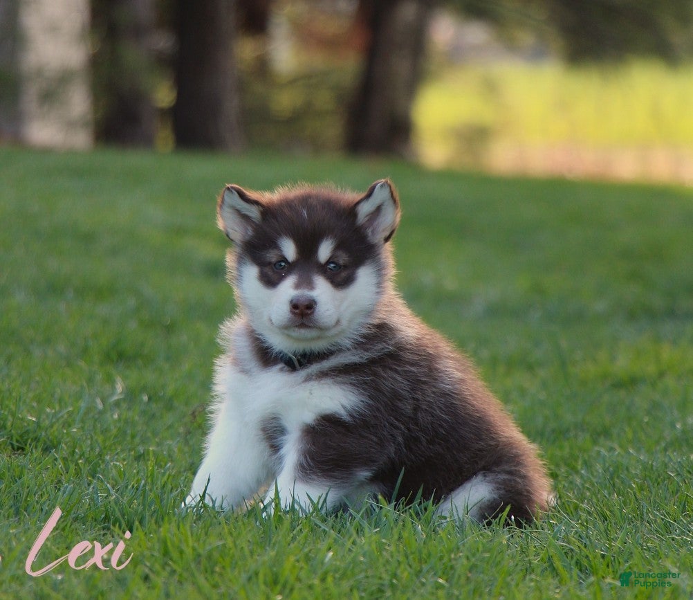 Alaskan Malamute dogs Lexi - Ad 1