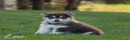 Alaskan Malamute dogs for sale: Lexi - Ad 1