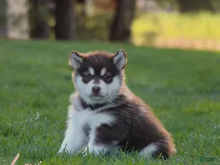 Alaskan Malamute dogs for sale: Lexi - Ad 2