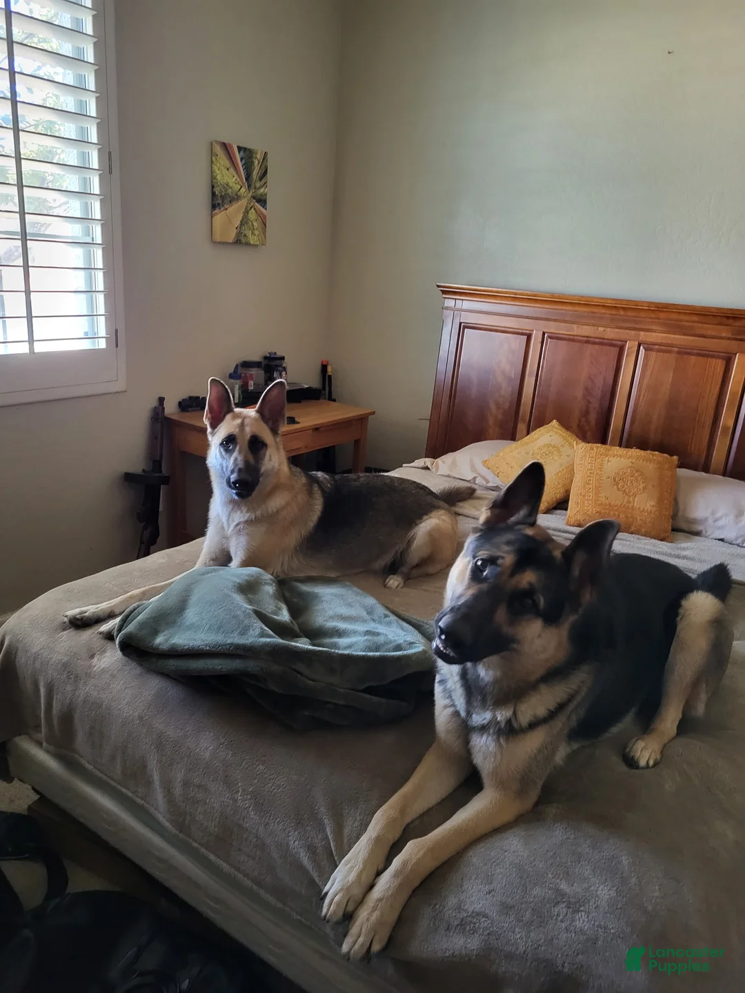 German Shepherd dogs for sale: German Shepherd Puppy 1 - Ad 2