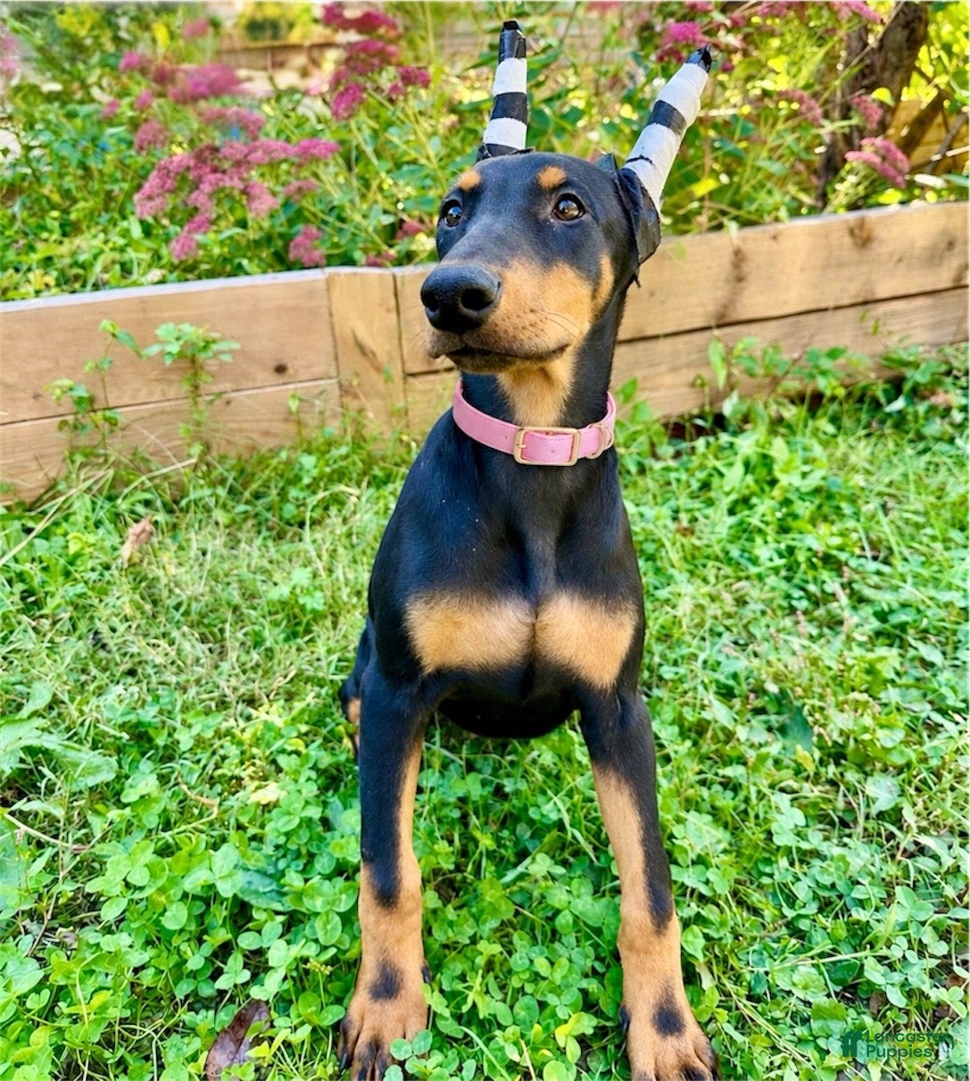 Doberman Pinscher dogs Doberman Black/Rust Female  - Ad 32