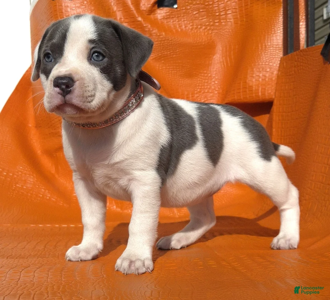 American Bully dogs for sale: MEG THA STALLION - Ad 1