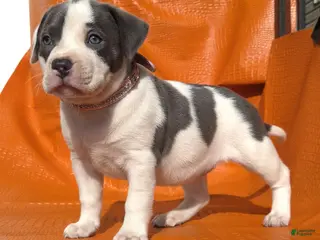 American Bully dogs MEG THA STALLION - Ad 1