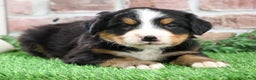 Bernese Mountain Dog dogs for sale: Stockings  - Ad 7