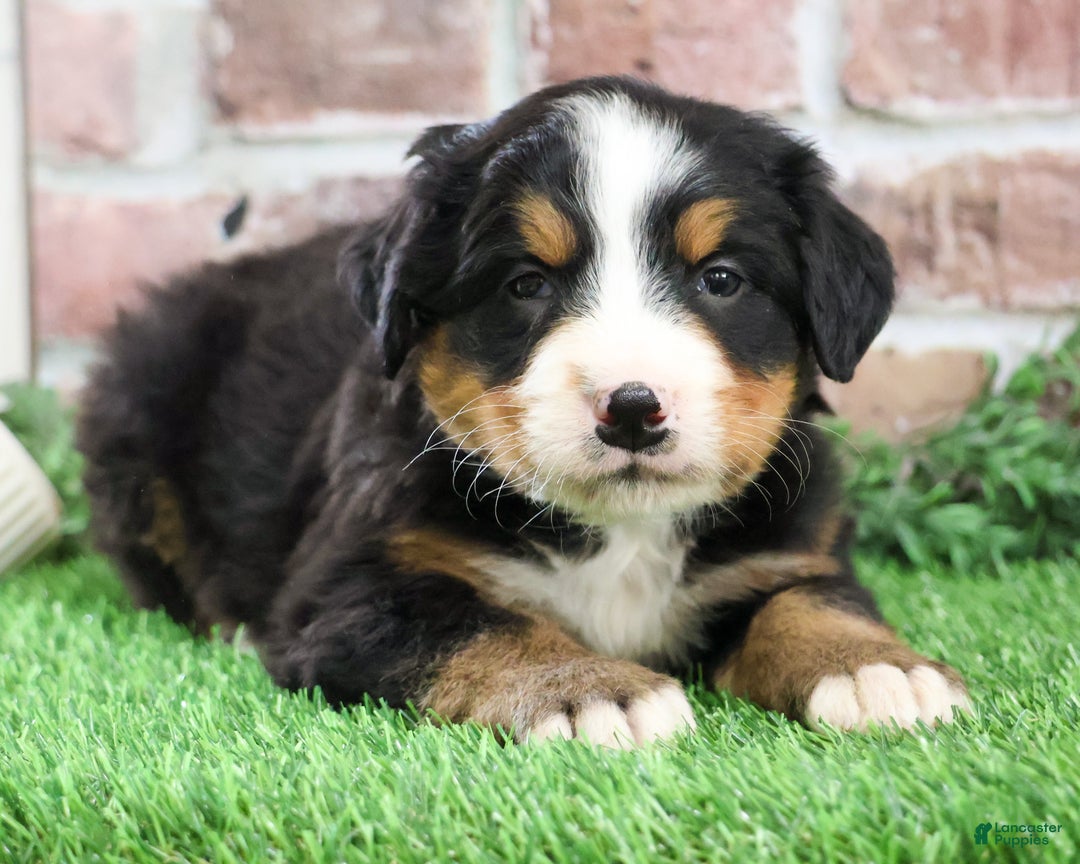 Bernese Mountain Dog dogs for sale: Stockings  - Ad 7