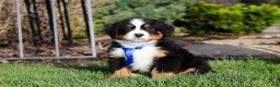 Bernese Mountain Dog dogs for sale: Charlie - Ad 10