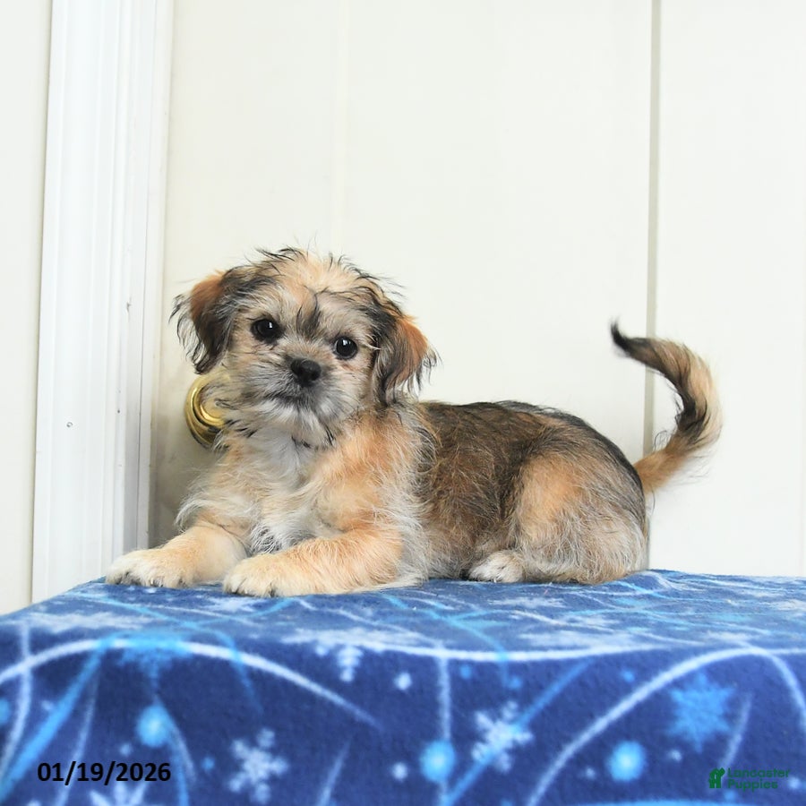 Mixed Breed dogs Kurvin - Ad 1