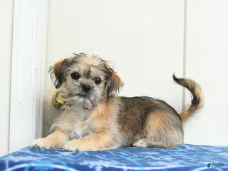 Mixed Breed dogs Kurvin - Ad 38