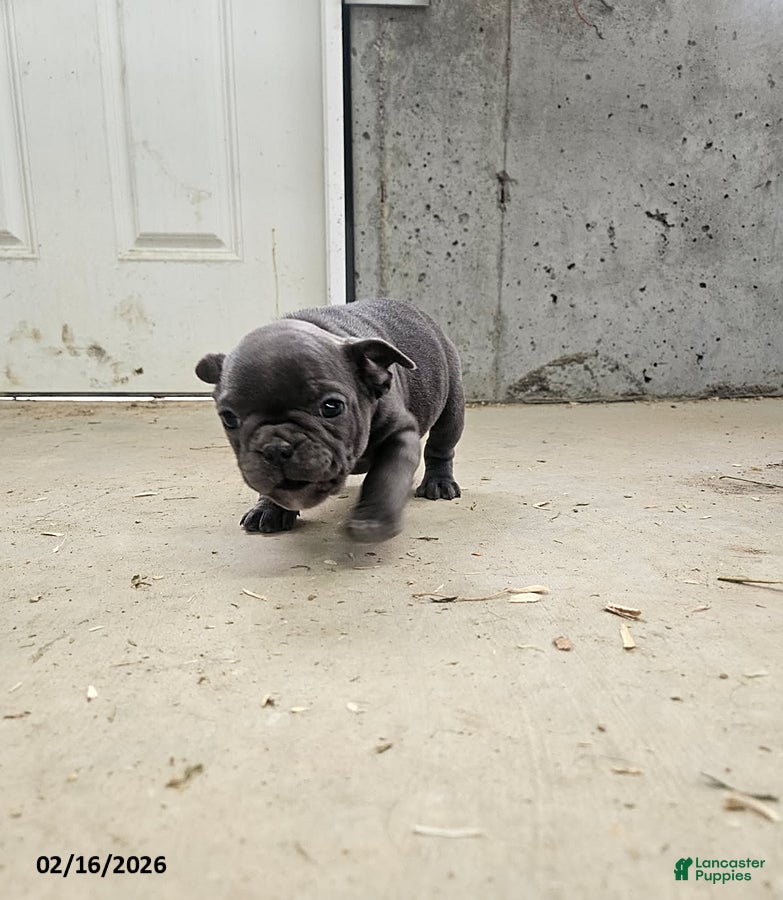 Frenchton dogs Bennett - Ad 2