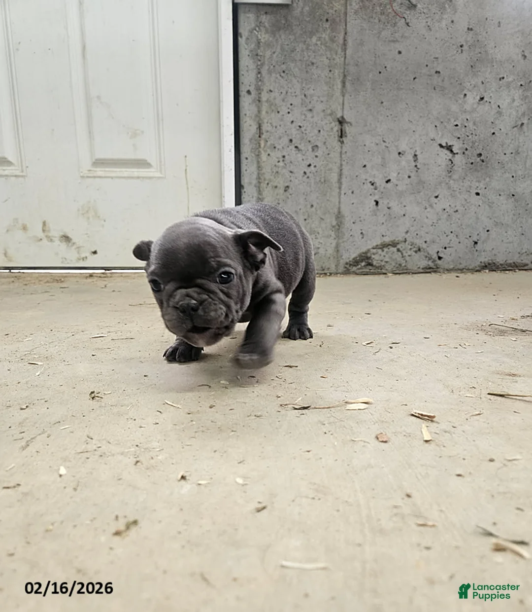 Frenchton dogs for sale: Bennett - Ad 2