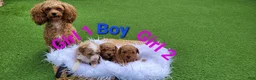 Toy Poodle dogs for sale: Daisy - Ad 4