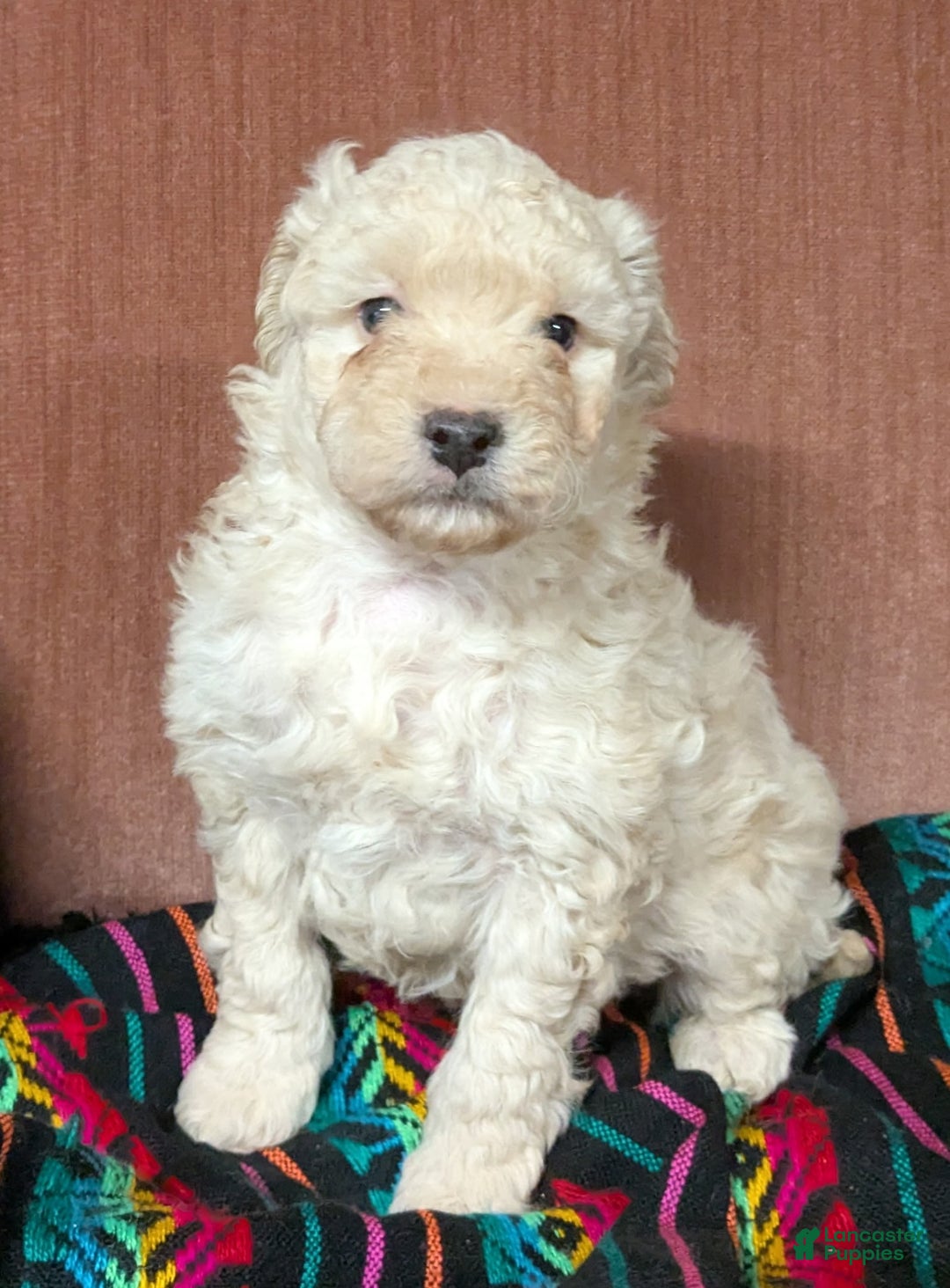 Bichpoo dogs for sale: Biscuit - Ad 2