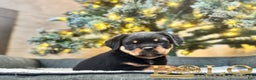 Rottweiler dogs for sale: Havoc - Ad 1