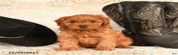 Cavapoo dogs for sale: Lovey bear - Ad 5