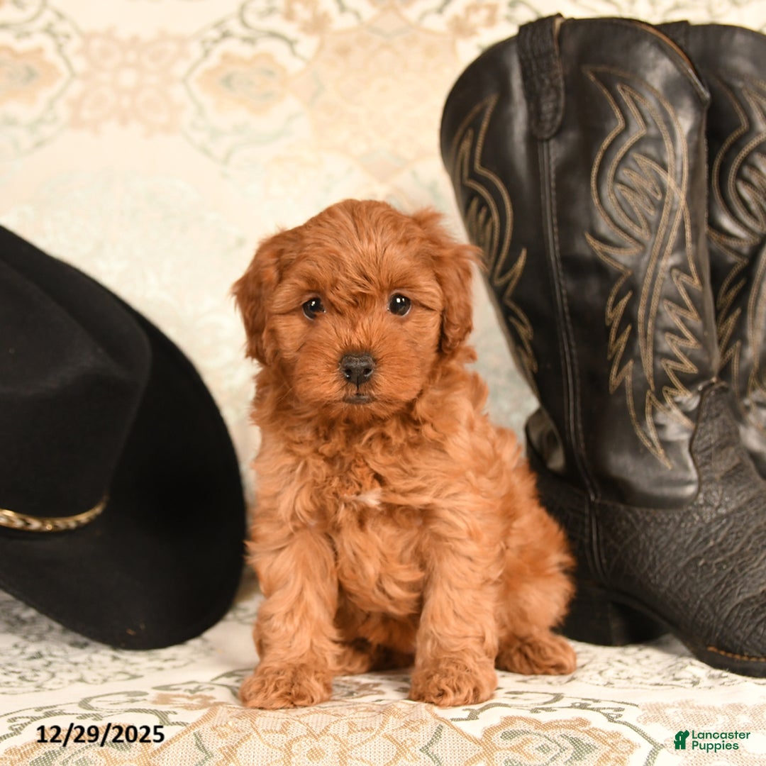 Cavapoo dogs for sale: Lovey bear - Ad 5