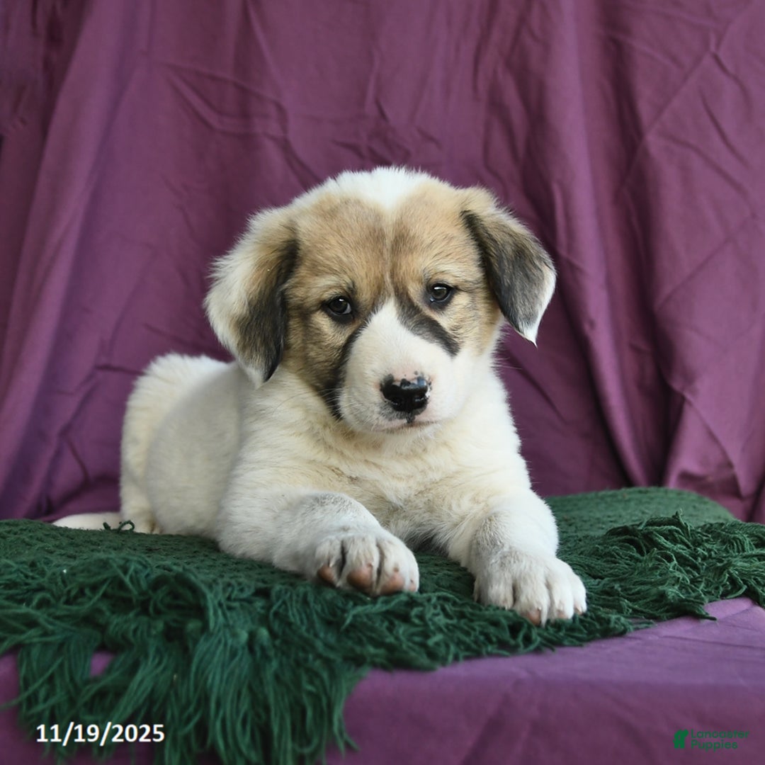 Mixed Breed dogs for sale: Birch - Ad 8