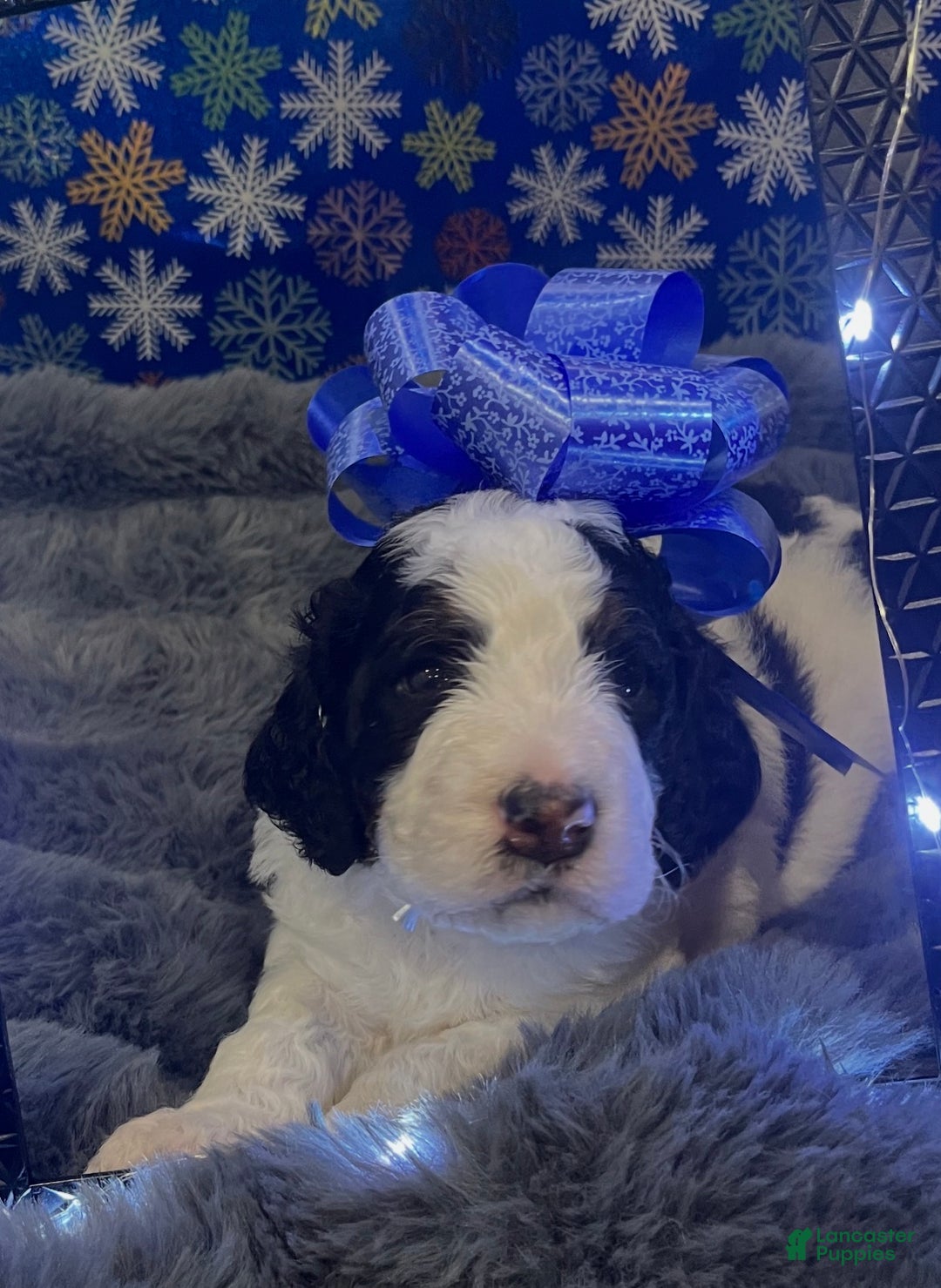 Bernedoodle dogs for sale: Rocky - Ad 4