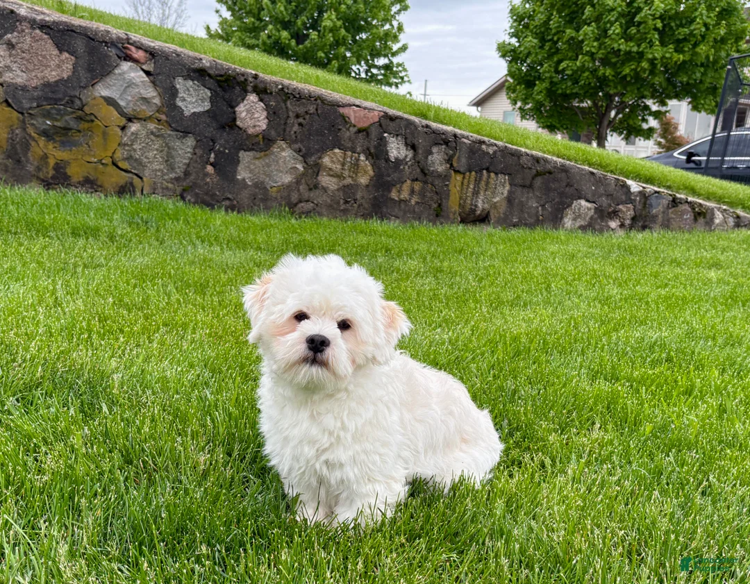 Lhasa Apso dogs for sale: Beau - Ad 1