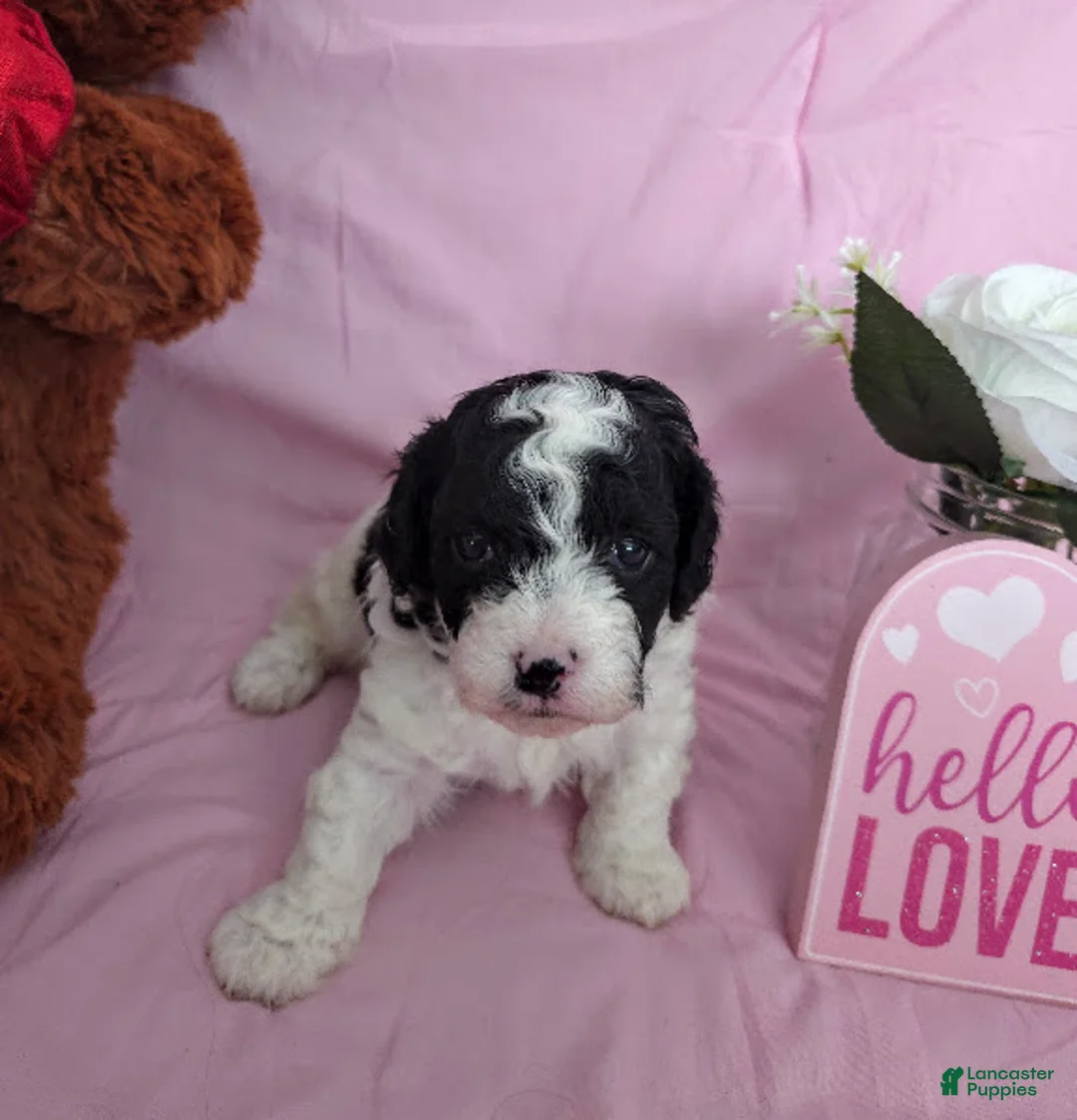 Cavapoo dogs for sale: Captain - Ad 3