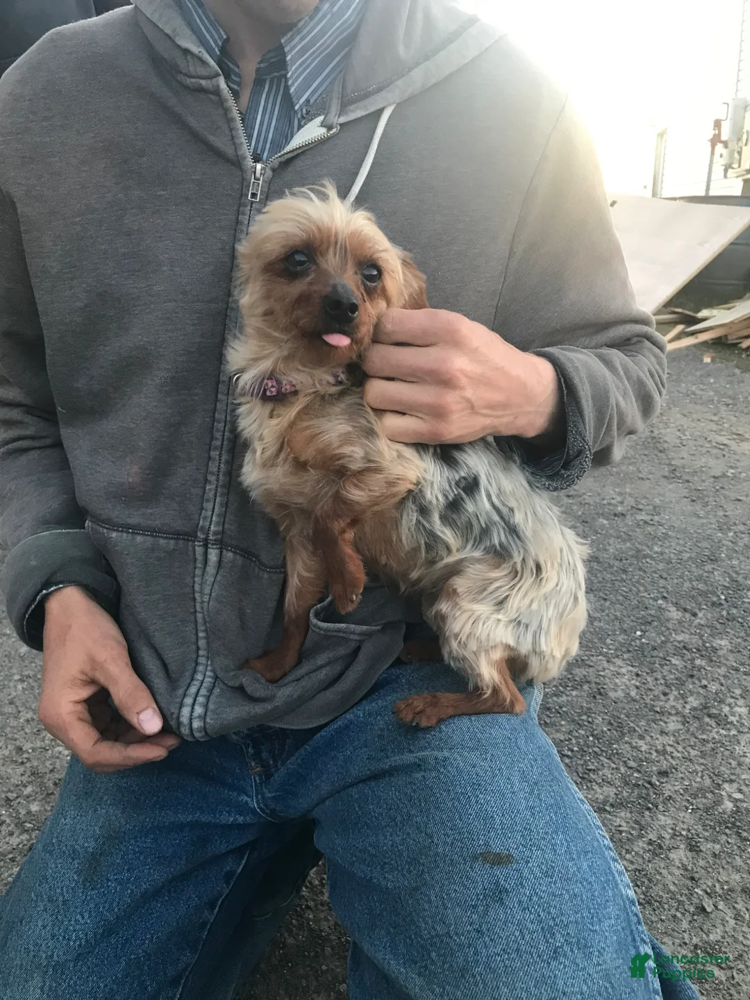 Other breed dogs for sale: Other breed Puppy 2 - Ad 4