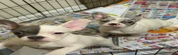 French Bulldog dogs for sale: Facee - Ad 3