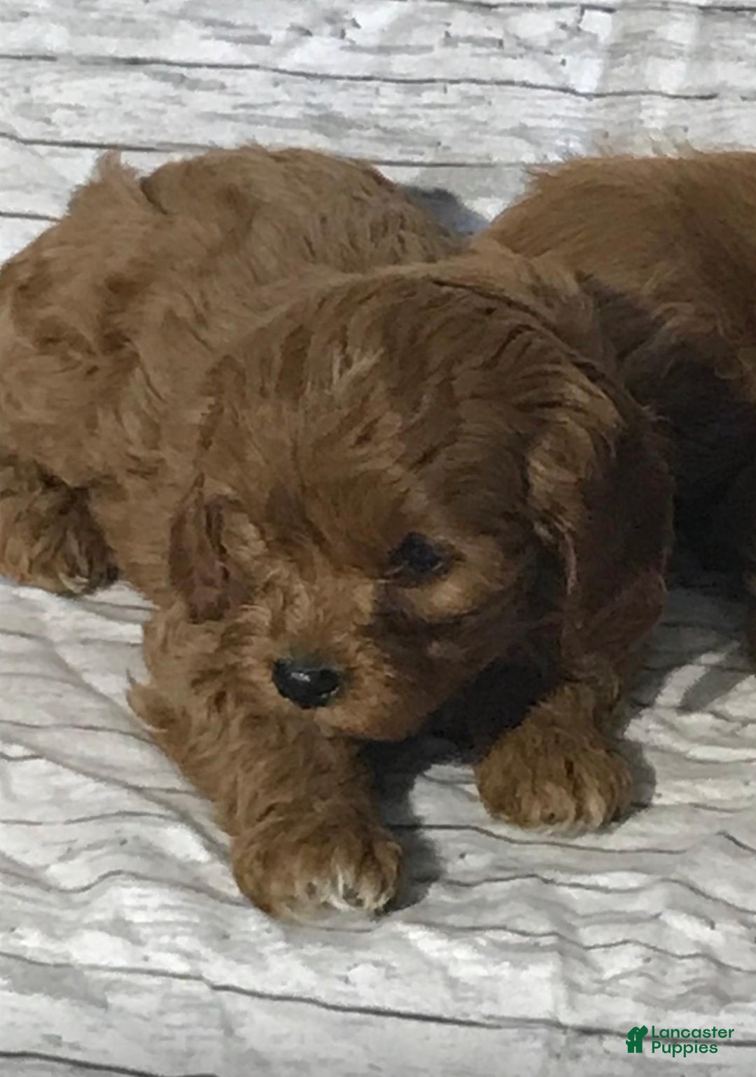 Cavapoo dogs for sale: Hazel- POTTY TRAINING NOW - Ad 6
