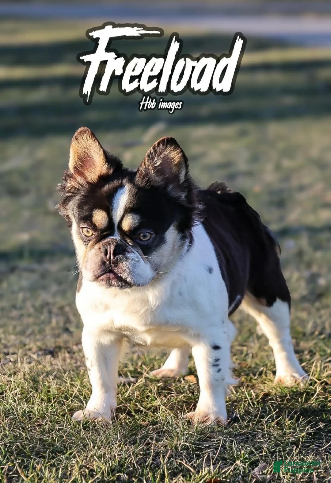 French Bulldog dogs for sale: Gello - Ad 2