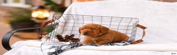 Labrador Retriever dogs for sale: Nelia - Ad 2