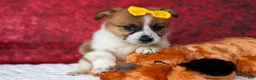Welsh Corgi Pembroke dogs for sale: Ariel 💕 - Ad 13
