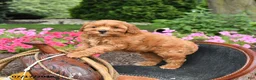 Mini Goldendoodle dogs for sale: Muffin - Ad 3