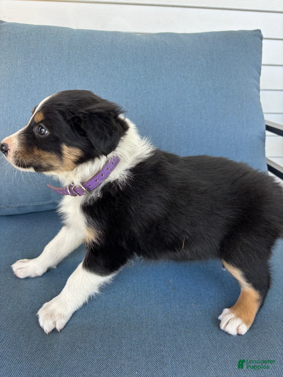 Mixed Breed dogs for sale: June - Ad 1
