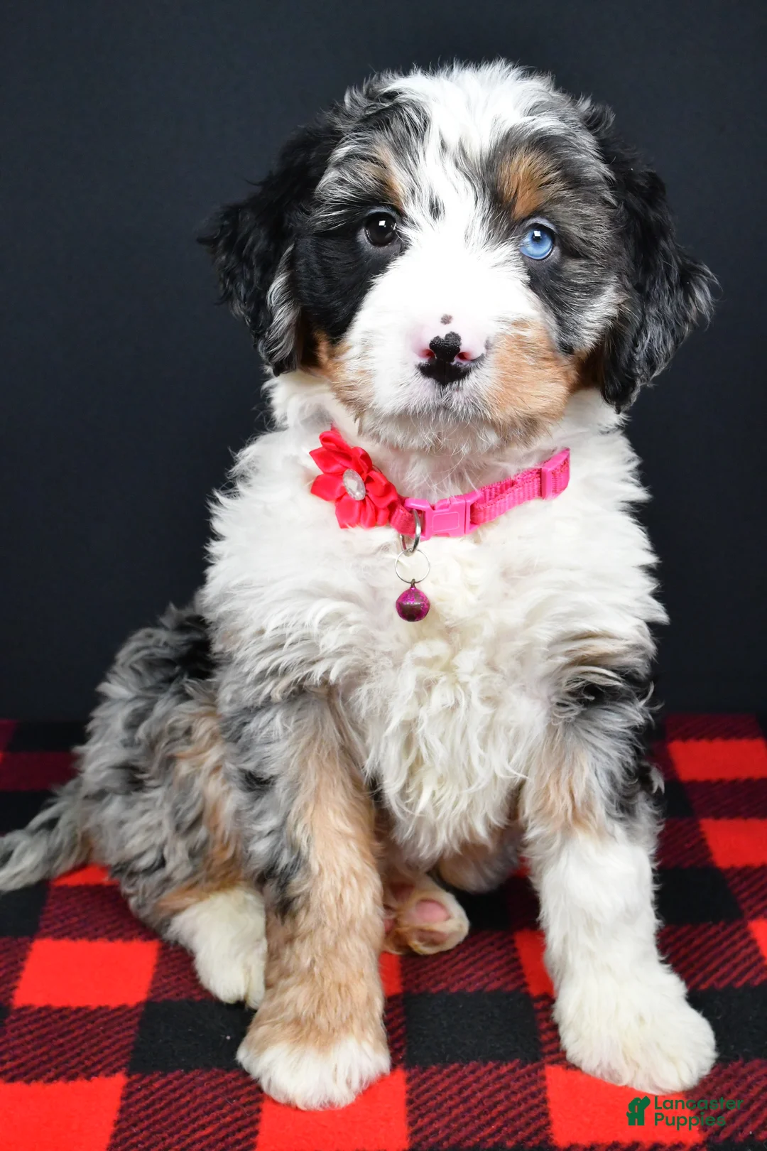 Mini Bernedoodle dogs for sale: Brenda - Ad 11