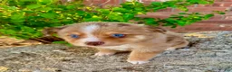 Miniature Australian Shepherd dogs for sale: Rocket - Ad 5