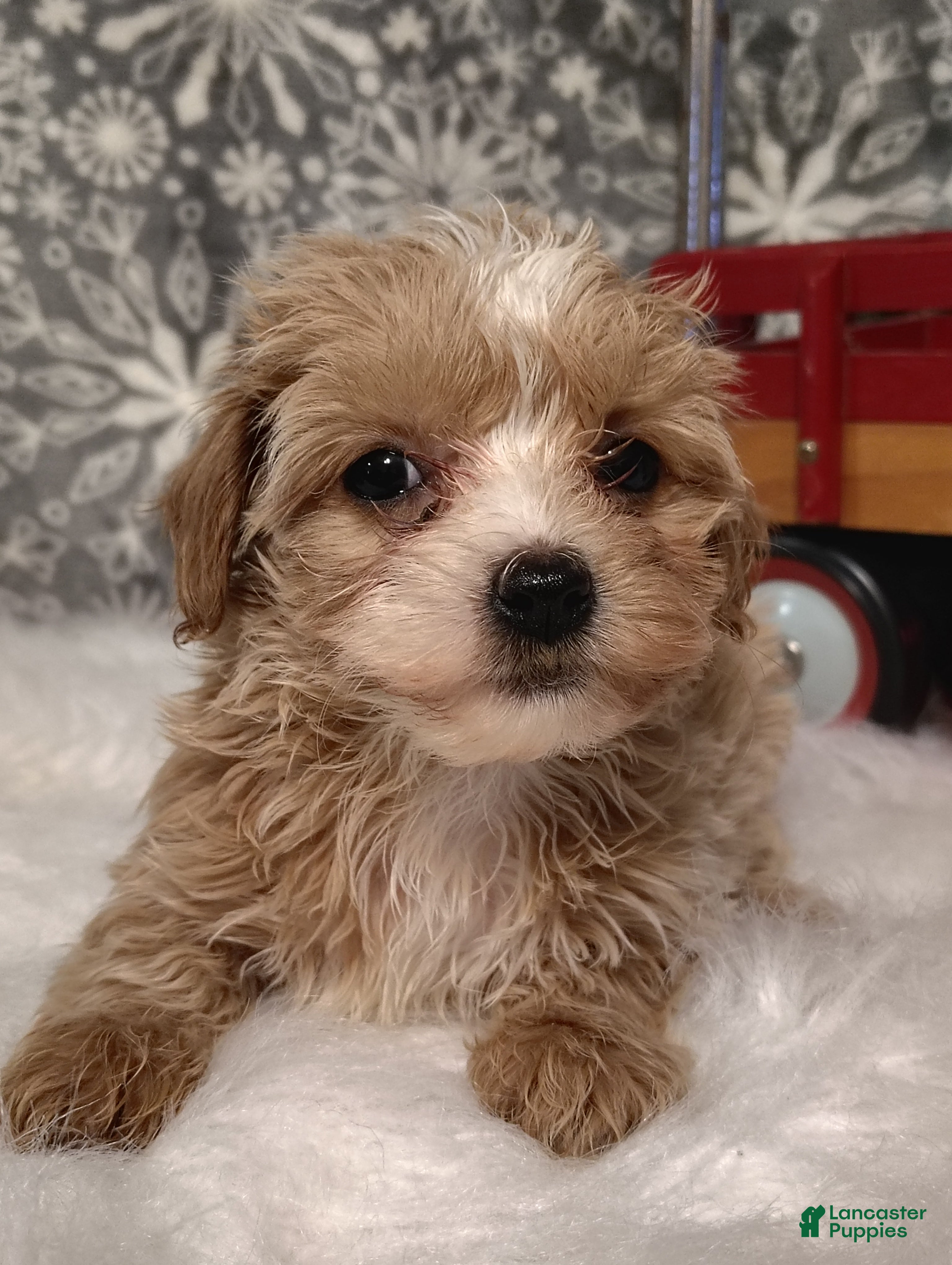 Maltipoo dogs Ivy - Ad 4