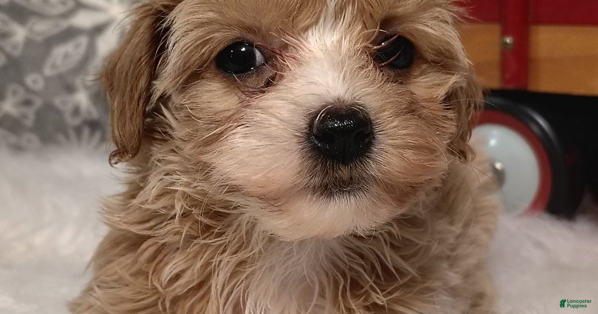 A closer look at Ivy Quincy Fost Pinepc Penthouse Realtogroup