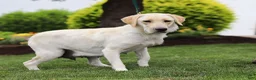 Labrador Retriever dogs for sale: Bobby - Ad 7
