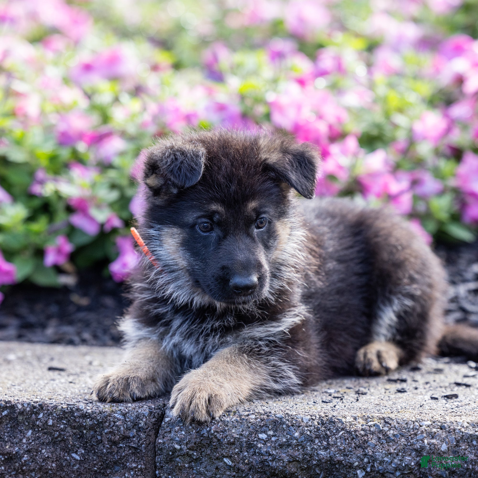 German Shepherd dogs Ollie - Ad 1