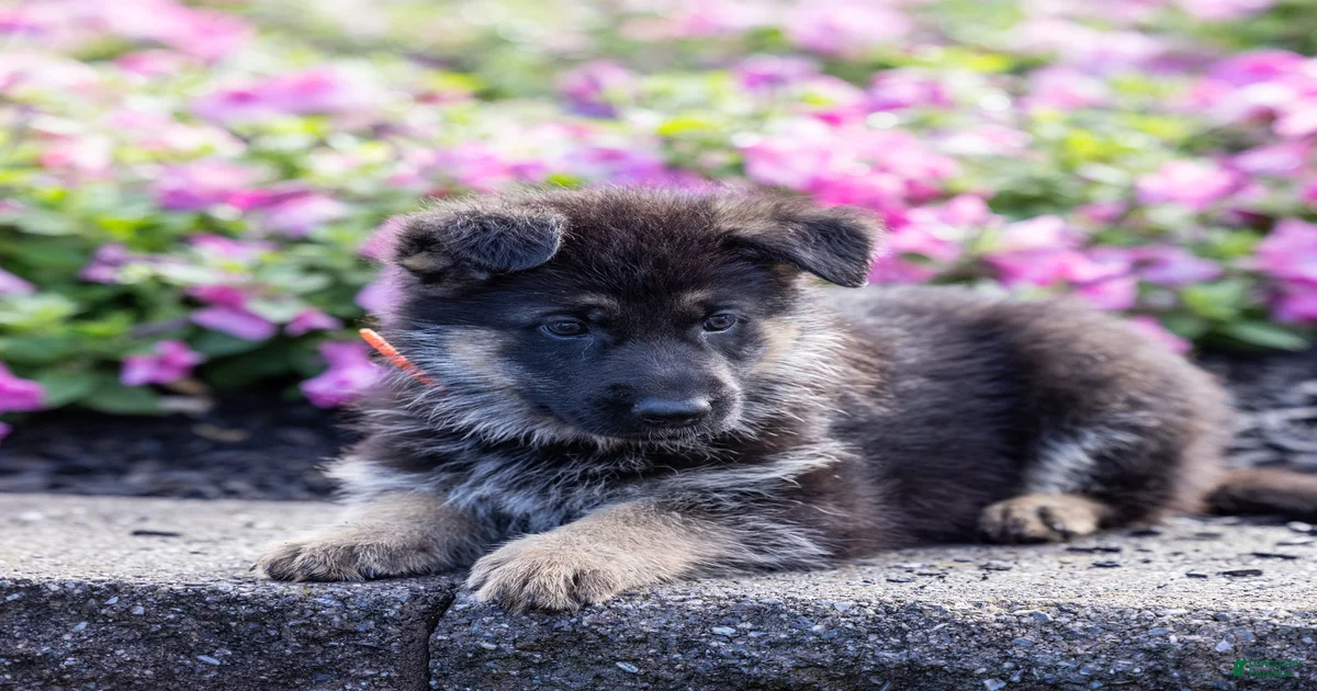 German Shepherd Puppies for sale in Pennsylvania | Lancaster Puppies